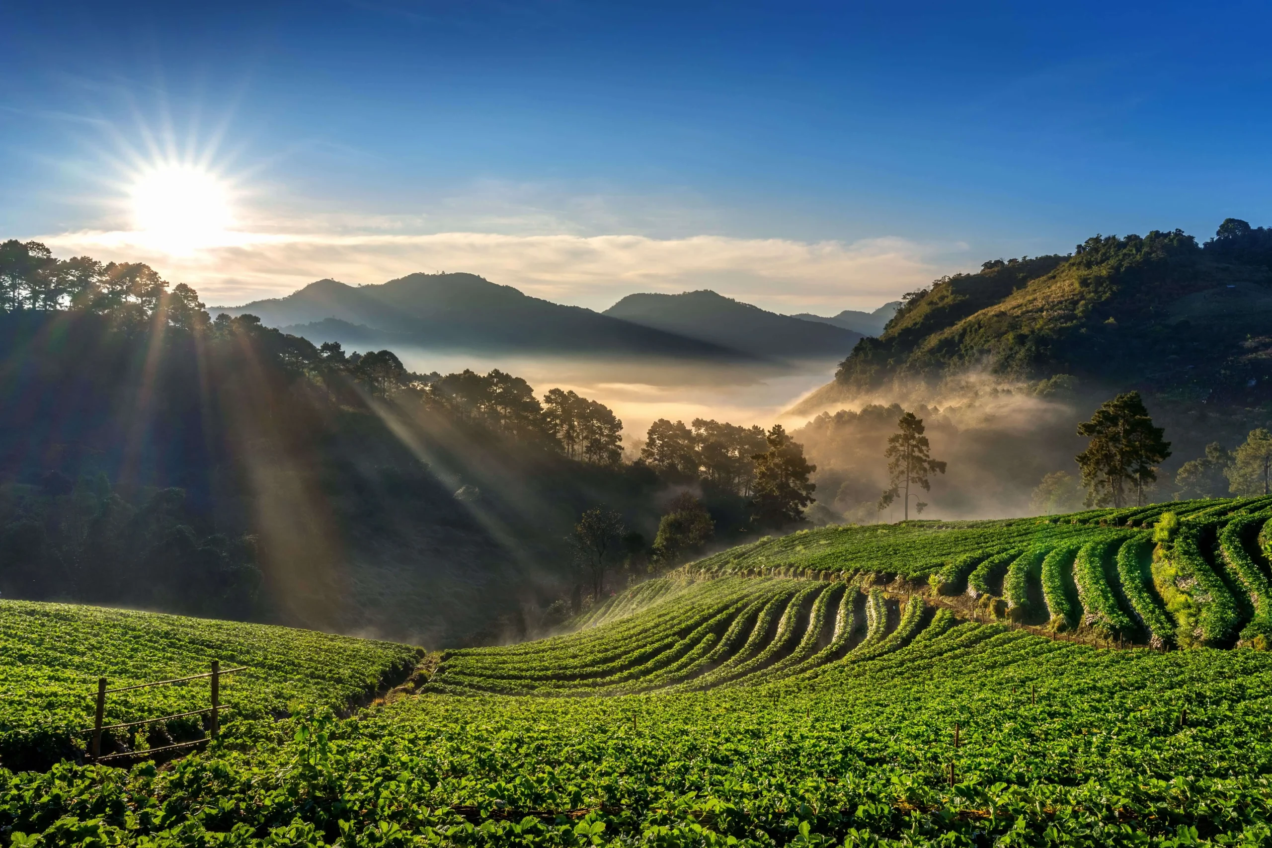 beautiful-strawberry-garden-sunrise-doi-ang-khang-chiang-mai-thailand (1)